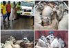 ७१ गोवंशीय मुकाट जनावराची सुटका एकुण ८ चारचाकी वाहने जप्त आणि १४ आरोपी अटकेत